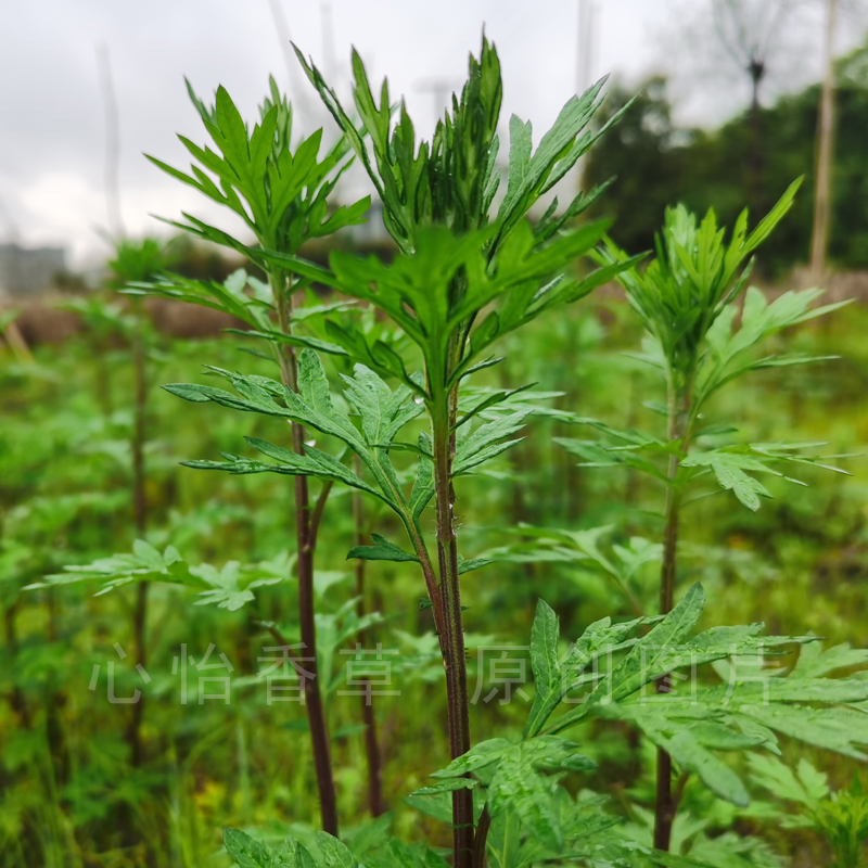 细叶艾草苗盆栽可食用做青团小叶艾蒿遏草苗驱蚊植物阳台种植小苗-图0