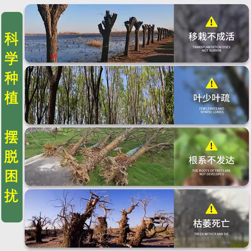 核能素原液大树移栽吊针液浓缩液树木专用注射营养液催根催芽肥料 - 图3