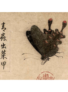 写生蛱碟图临赵昌仿古画学习范本