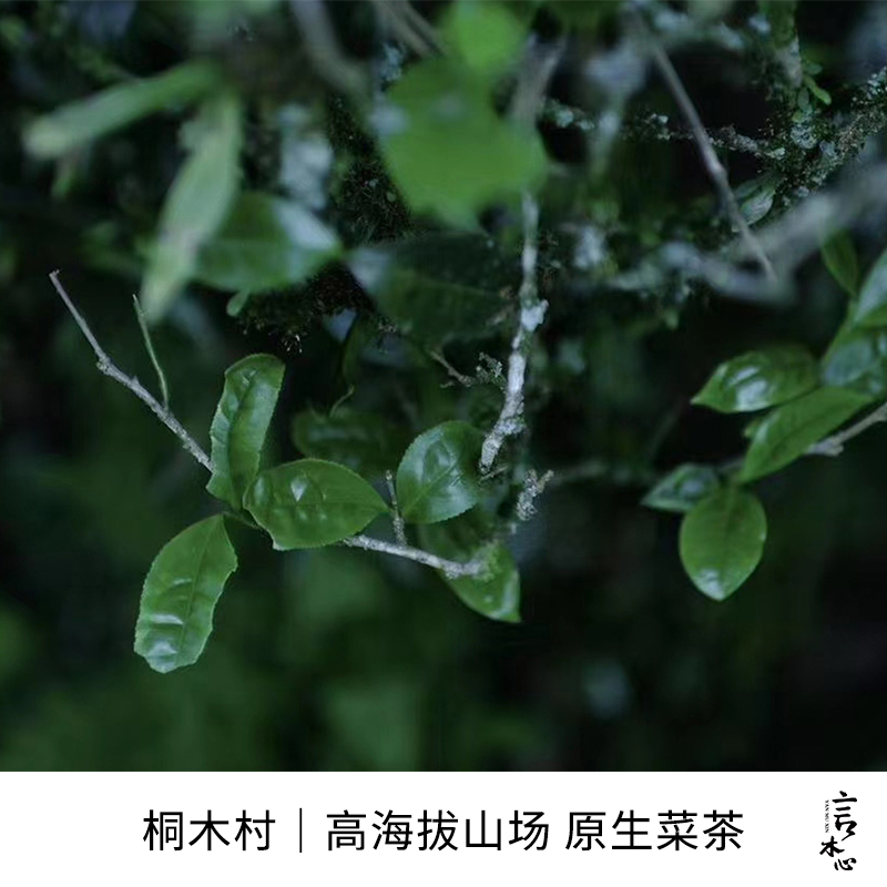 妃子笑红茶荔枝香花蜜甜武夷桐木关正宗正山小种高山特级茶叶50g-图2