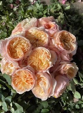 欧月奥斯汀切花【朱丽叶/切朱】庭院四季阳台花卉淡香月季花