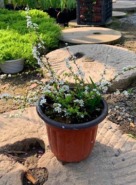 室内外耐寒好养的花卉盆栽喷雪花耐热庭院阳台种植雪柳垂吊绿植物