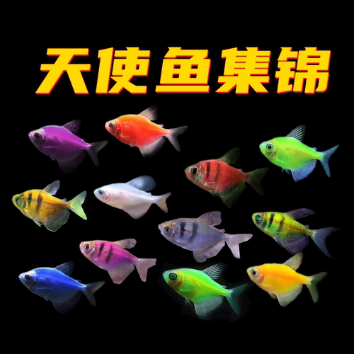 亲嘴鱼接吻鱼虎皮鱼糖果天使鱼不褪色热带观赏鱼活体 - 图3