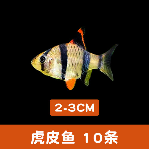 亲嘴鱼接吻鱼虎皮鱼糖果天使鱼不褪色热带观赏鱼活体 - 图1
