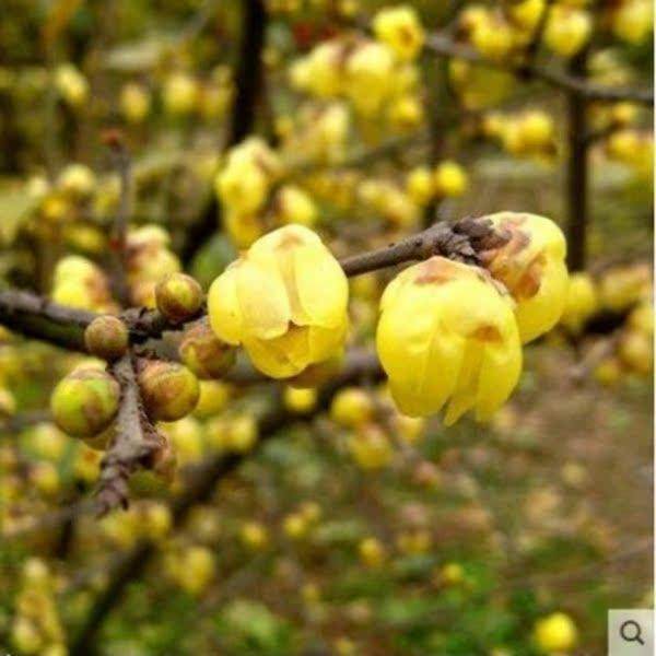 腊梅花树苗盆栽室内外老桩梅花盆景庭院耐寒花卉植物浓香素心腊梅,淘宝优惠券,粉丝福利购,淘宝优惠卷