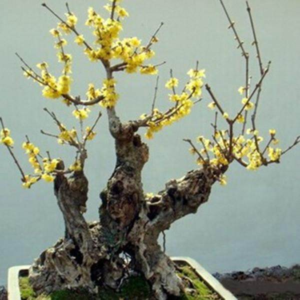 腊梅花树苗盆栽室内外老桩梅花盆景庭院耐寒花卉植物浓香素心腊梅,淘宝优惠券,粉丝福利购,淘宝优惠卷