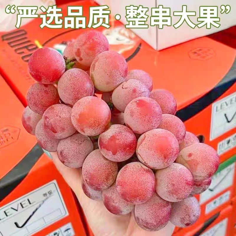 正宗云南妮娜皇后葡萄无籽红宝石应当季新鲜提子女皇红提顺丰空运