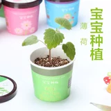 Творческий мини -зеленый горшечный офис на рабочем столе небольшой завод детского детский сад для детского сада детского сада детского сада.