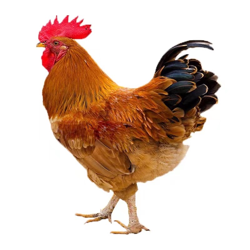 纯种巨型九斤红公鸡活苗正宗红玉380小鸡活苗K9阉公鸡散养脱温鸡,淘宝优惠券,粉丝福利购,淘宝优惠卷