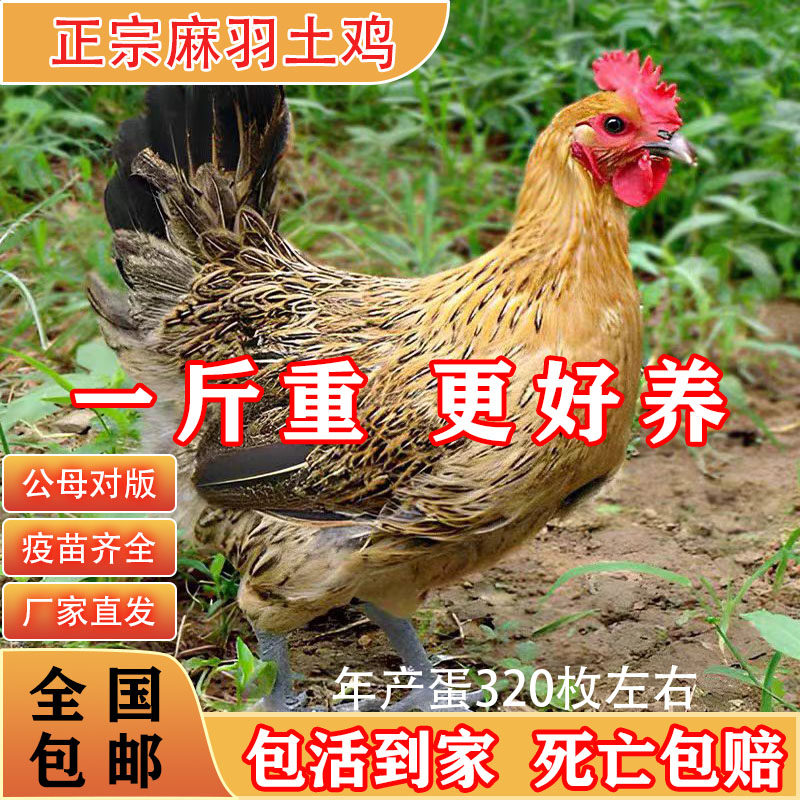 1.5斤麻羽土鸡小鸡活苗纯种青脚麻羽鸡正宗绿壳蛋鸡脱温土鸡苗,淘宝优惠券,粉丝福利购,淘宝优惠卷