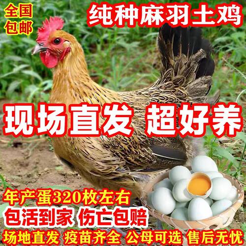 麻羽鸡活苗1一斤纯种青脚正宗绿壳蛋鸡半大青年土鸡脱温小鸡活苗 - 图2