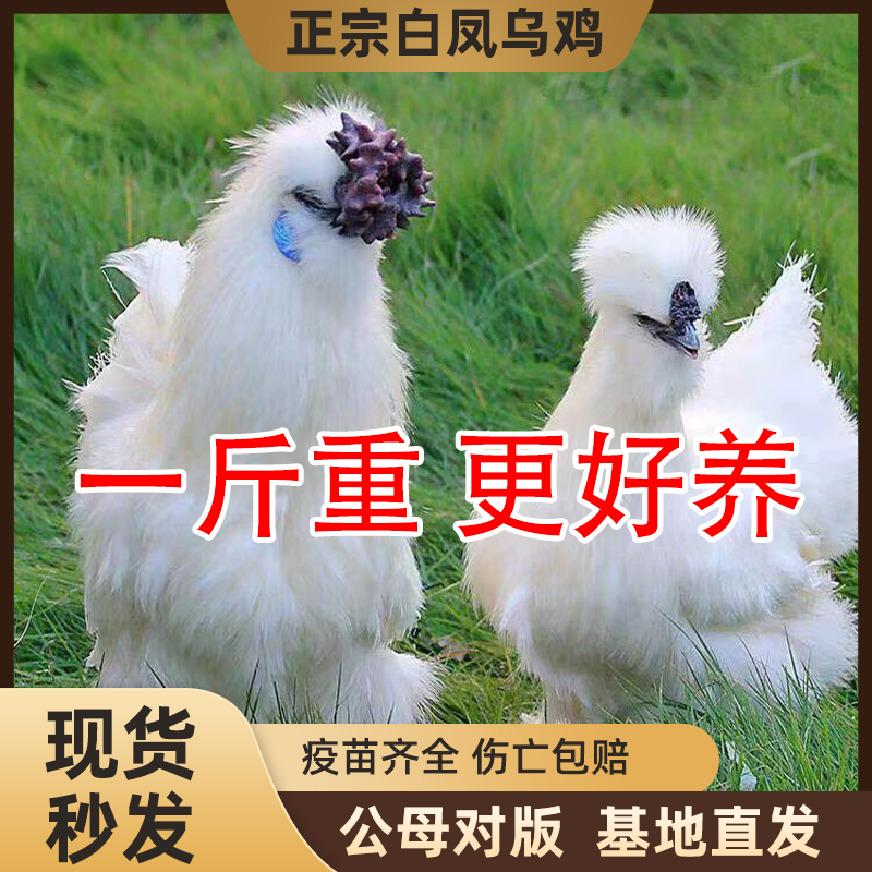 2斤纯种白凤乌骨鸡活苗正宗泰和乌鸡脱温小鸡活苗农家散养土鸡苗,淘宝优惠券,粉丝福利购,淘宝优惠卷