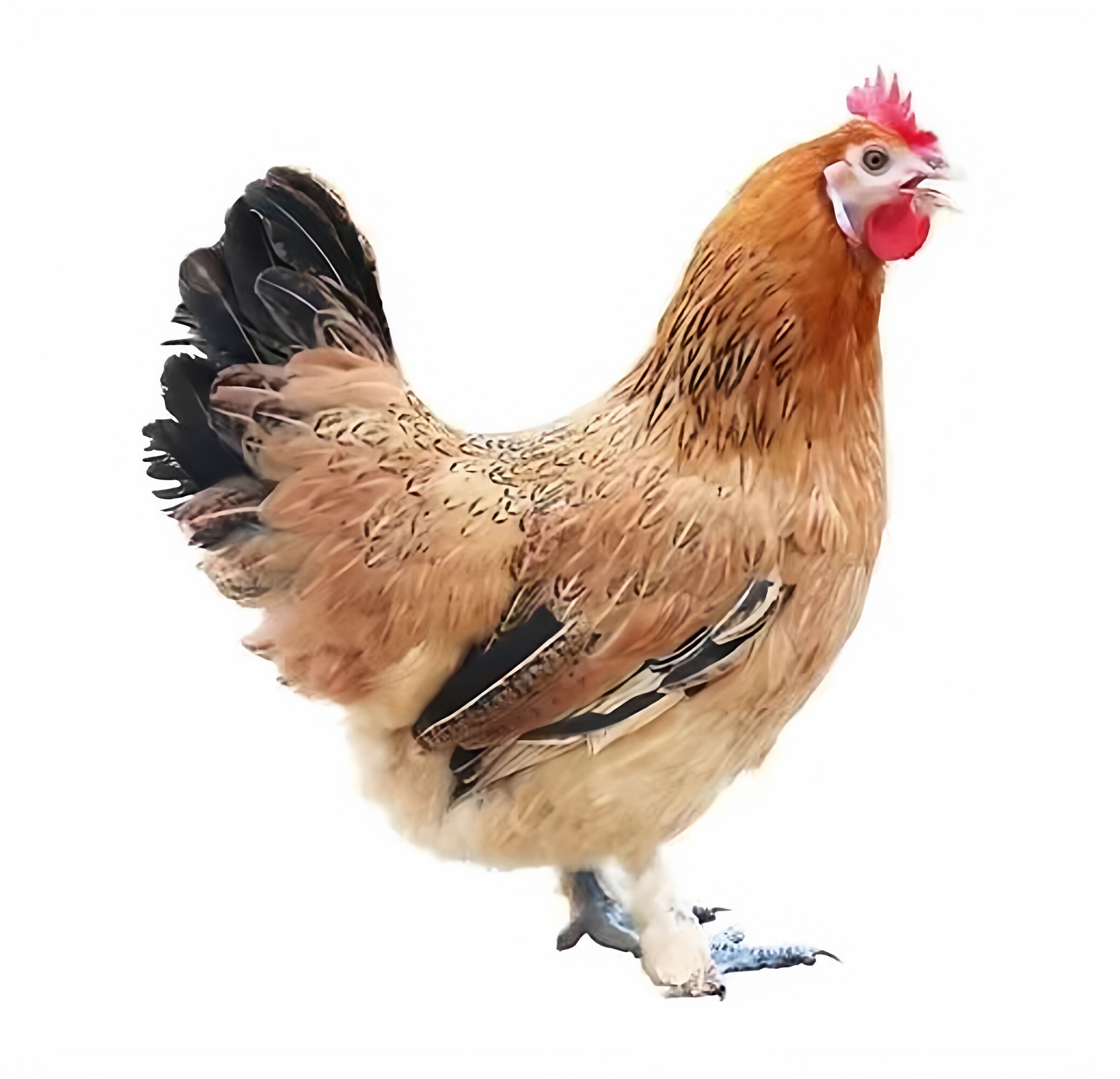 1.5斤麻羽土鸡小鸡活苗纯种青脚麻羽鸡正宗绿壳蛋鸡脱温土鸡苗,淘宝优惠券,粉丝福利购,淘宝优惠卷