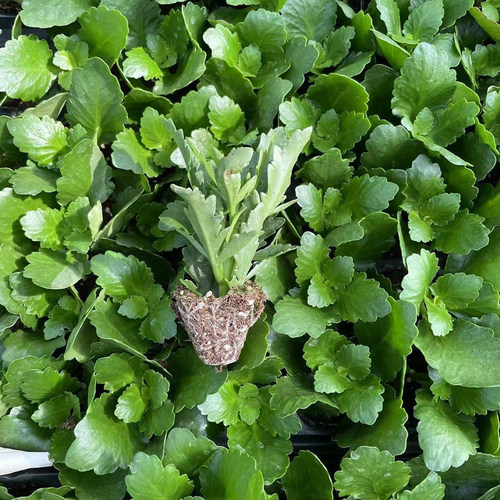 长寿花花苗盆栽重瓣大花特大号四季开花小苗耐寒易活金狐狸植物 - 图2