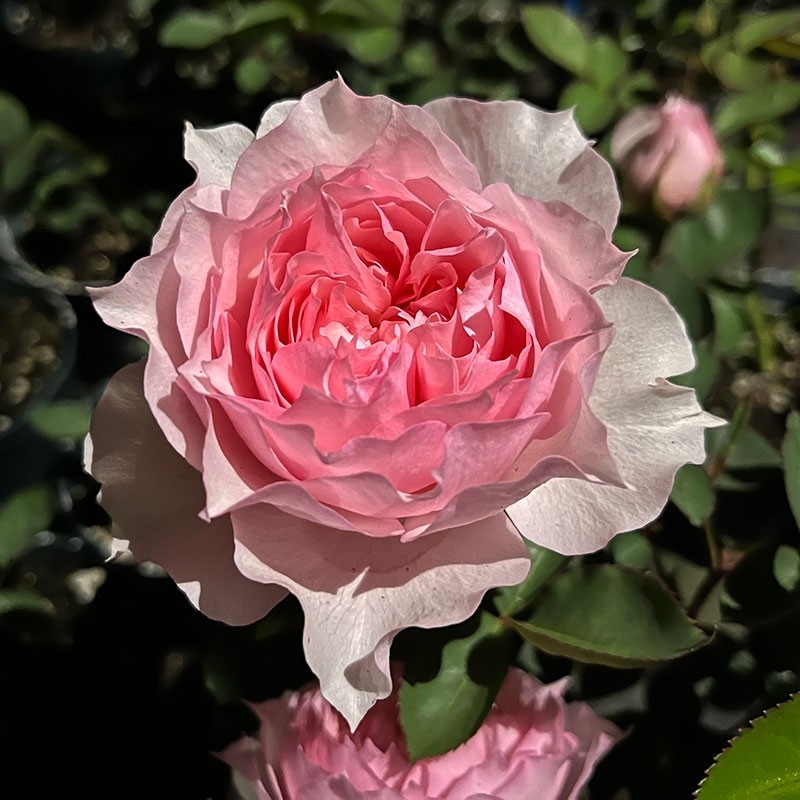 莫妮卡戴维月季扦插花苗大花勤花丰花阳台庭院盆栽四季开花-图1