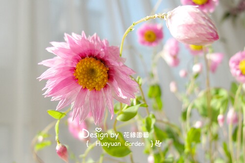 花缘咸菜 美国进口观赏花种*鲁丹鸟/鳞托菊10粒 终年不谢可做切花 - 图1