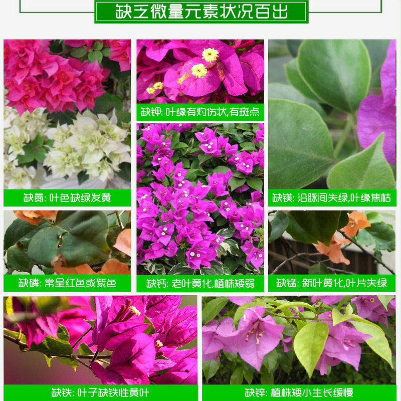 蔬予三角梅肥料专用肥营养液梅花黄叶腊梅施肥盆栽盆景