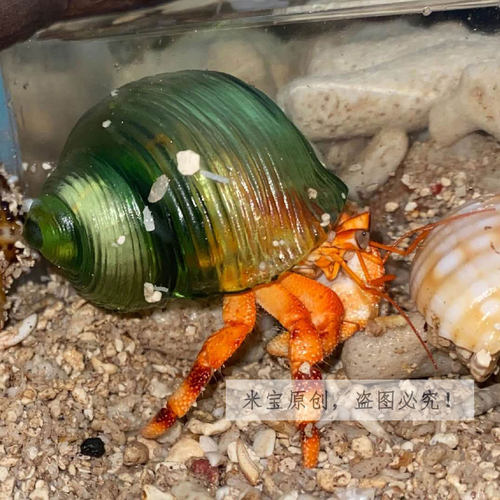 透明水晶壳 宠物寄居蟹替换壳 草莓短腕西伯 3D打印海螺 有机玻璃 - 图3