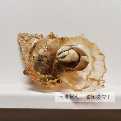 透明水晶壳 宠物寄居蟹替换壳 草莓短腕西伯 3D打印海螺 有机玻璃 - 图2