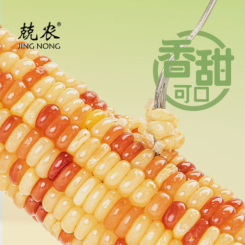 兢农非转基因黄糯玉米200g东北新鲜即食甜玉米低脂软嫩代餐真空装 - 图1