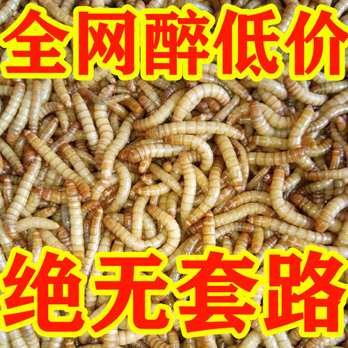 面包虫活体黄粉虫活虫鹦鹉鱼乌龟金龙鱼画眉鸟石蛙饲料引种包邮 - 图3