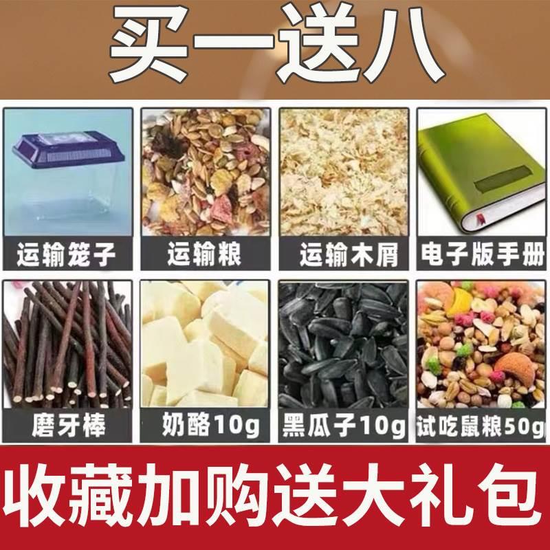 小仓鼠活物送笼子布丁银狐金丝熊活体宠物可繁殖公母可选已打疫苗-图3