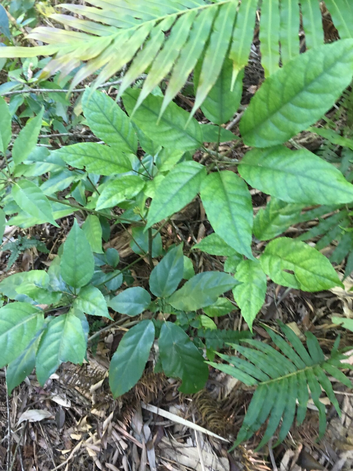 野生中草药材鸭脚树叶鹅掌柴手树鸭脚木皮鸭乸脚树皮一斤包邮 义龙山特产 淘优券