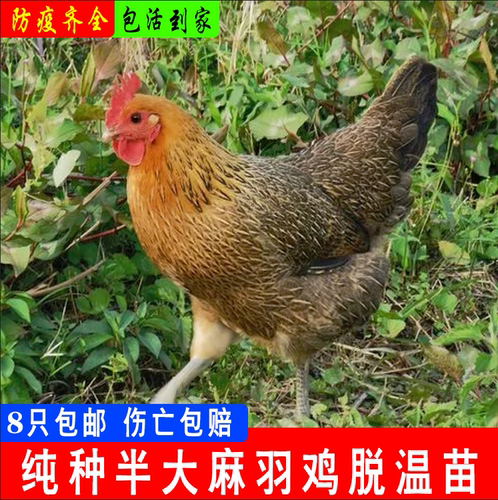 鸡活苗一斤半斤麻羽鸡活苗蛋鸡活苗产蛋王鸡小鸡活苗绿壳蛋鸡活苗