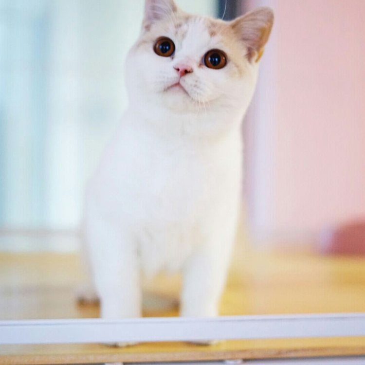 纯种猫咪活体血统猫乳白黄白奶油梵文DD繁育级种公宠物家养猫g - 图0