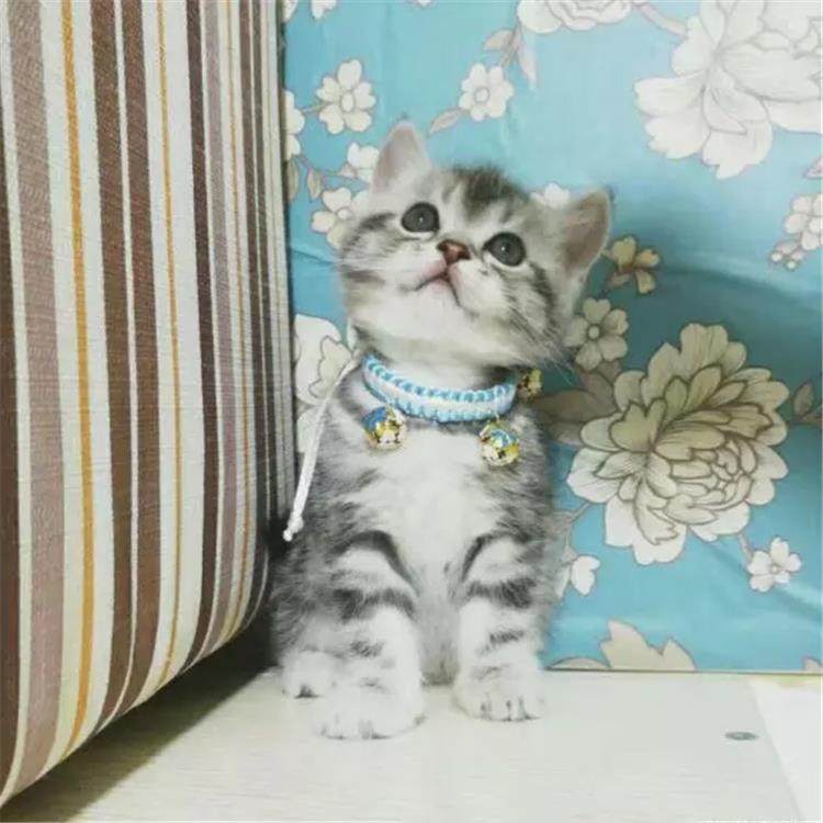 美短银虎斑活体美国短毛猫家养纯种宠物猫幼猫咪出售支持上门g,淘宝优惠券,粉丝福利购,淘宝优惠卷