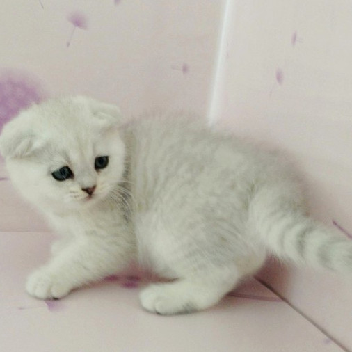 出售英短银渐层英国短毛猫渐层折耳猫宠物猫渐层活体幼猫纯种g,淘宝优惠券,粉丝福利购,淘宝优惠卷