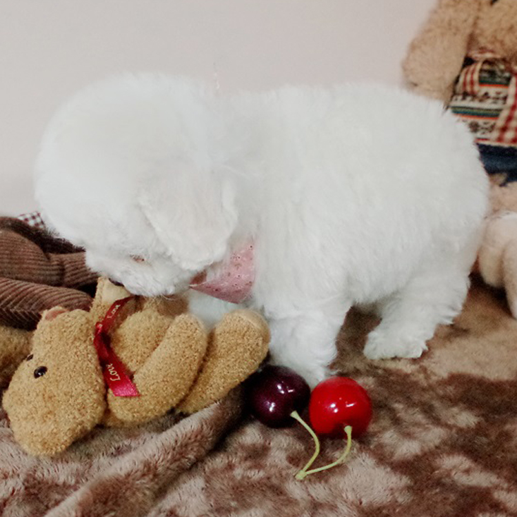 出售纯种泰迪幼犬玩具泰迪犬贵宾犬迷你犬茶杯犬宠物狗狗TD10g - 图2