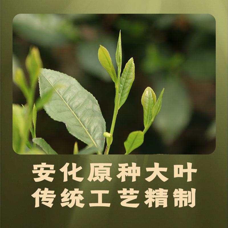 白沙溪正品黑茶湖南安化正宗2017年岁月菌香陈年金花茯砖茶310g - 图0