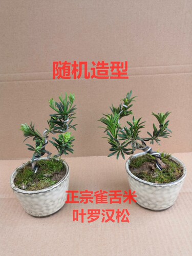 罗汉松小盆景微型 雀舌米叶罗汉松 掌上盆景  五针松黑办公室阳台 - 图2