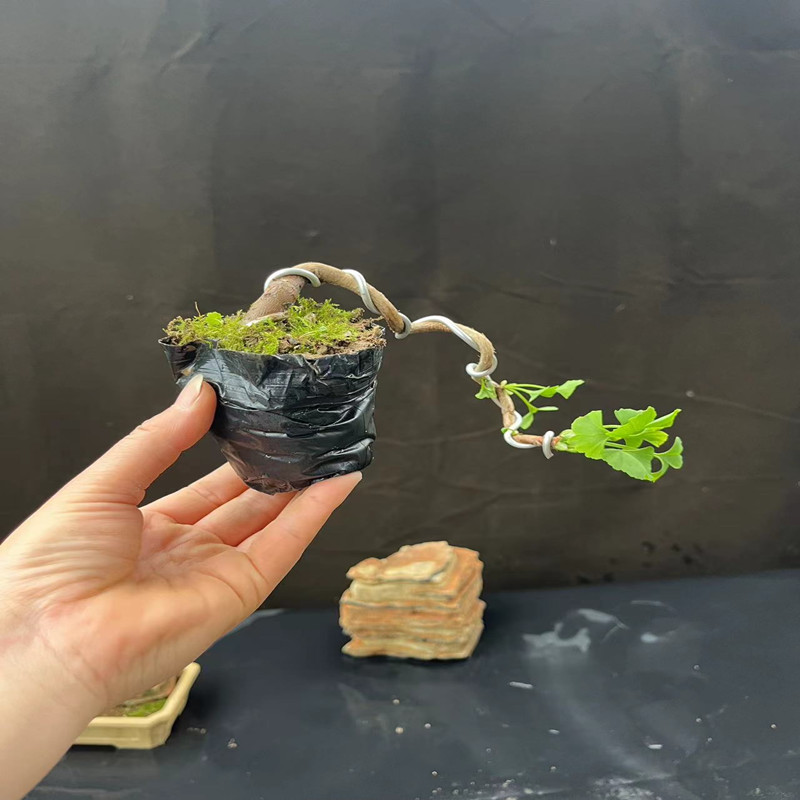 微盆景小品银杏盆景真柏树盆景黄杨白果树苗造型阳台 办公桌绿植,淘宝优惠券,粉丝福利购,淘宝优惠卷