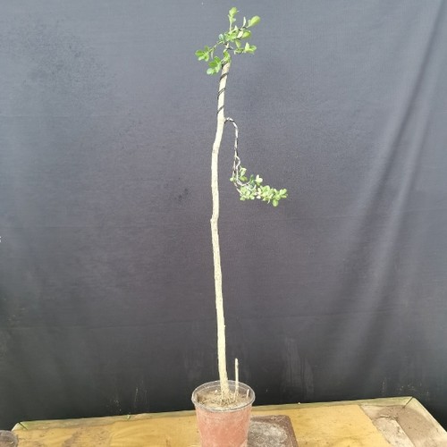 文人树黄杨盆景  老桩盆栽花卉白皮瓜子黄杨客厅办公室实拍 - 图2
