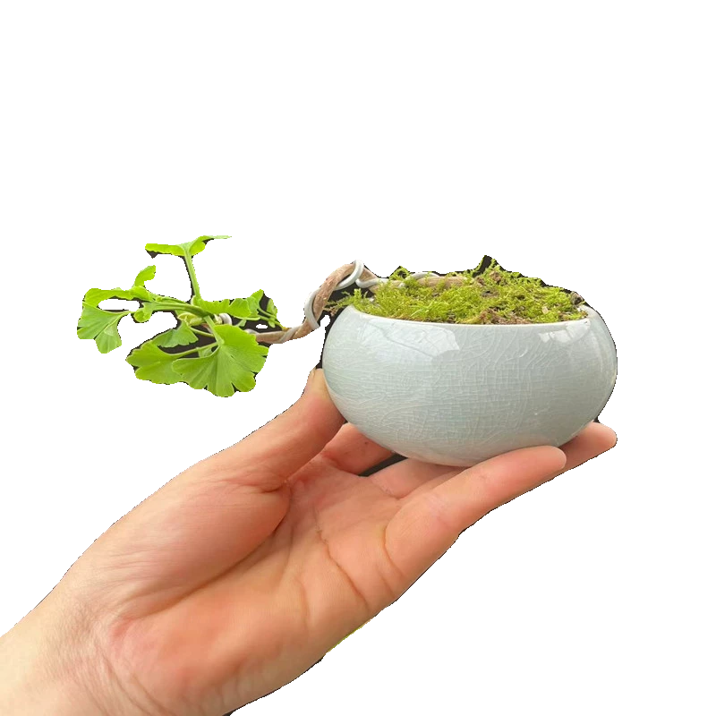 微盆景小品银杏盆景真柏树盆景黄杨白果树苗造型阳台 办公桌绿植,淘宝优惠券,粉丝福利购,淘宝优惠卷