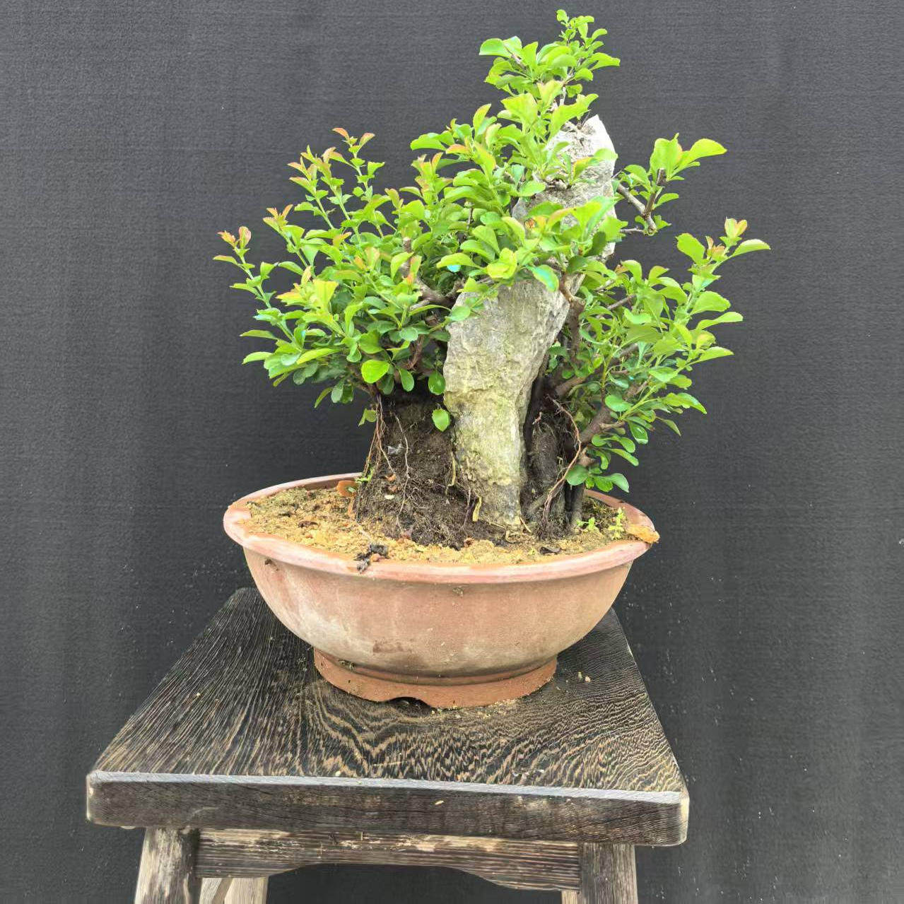 地柏盆景 小微型盆景真柏五针松大阪松小黑松盆景微型黄杨盆景,淘宝优惠券,粉丝福利购,淘宝优惠卷