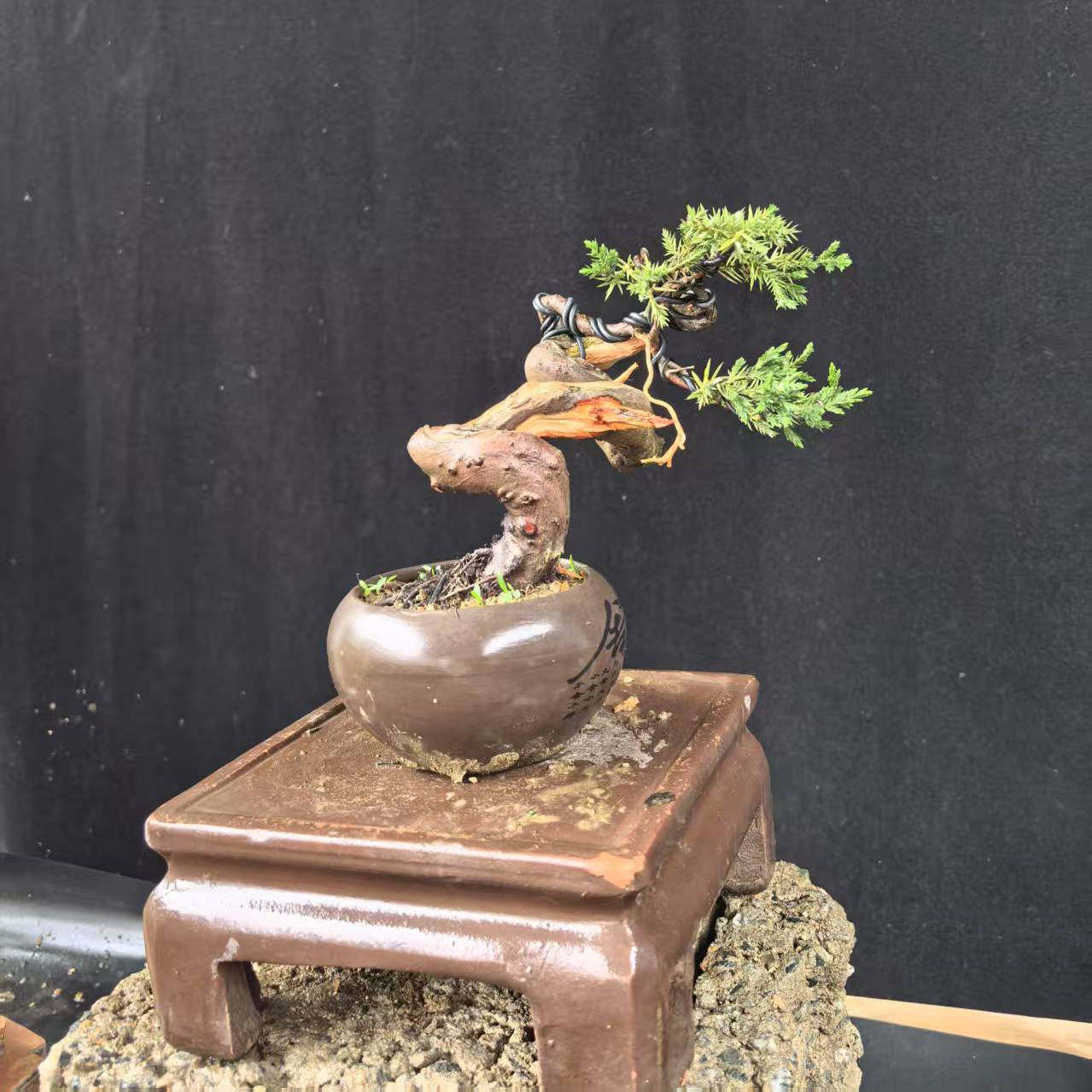 地柏盆景 小微型盆景真柏五针松大阪松小黑松盆景微型黄杨盆景,淘宝优惠券,粉丝福利购,淘宝优惠卷