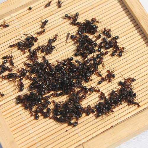 东北长白山黑蚂蚁泡酒500g蚁酸充足大山蚂蚁非拟黑多刺蚁干 - 图1
