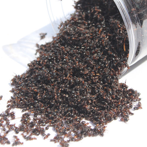 东北长白山黑蚂蚁泡酒500g蚁酸充足大山蚂蚁非拟黑多刺蚁干 - 图2