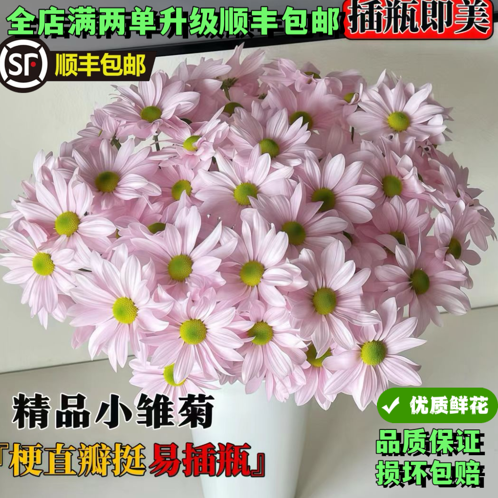 鲜花三文鱼小雏菊鲜花水养插花水养鲜花花期超长家庭办公室摆件,淘宝优惠券,粉丝福利购,淘宝优惠卷