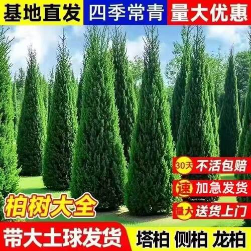 柏树坟地树苗塔柏苗四季常青松柏树侧柏蜀桧苗扁柏宝塔松龙柏耐寒 - 图2