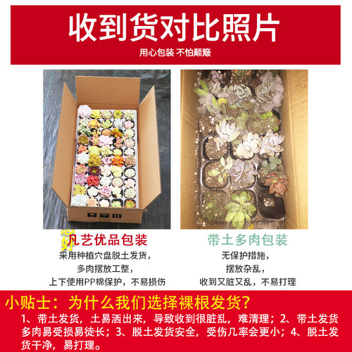 多肉植物新款一整箱稀有品种贵货组合盆栽肉肉植物微景观新手套装 - 图2
