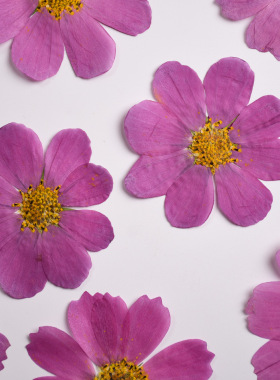 河粉手作 渐变格桑花真花压花材料 滴胶手机壳 干花模具杯垫笔筒