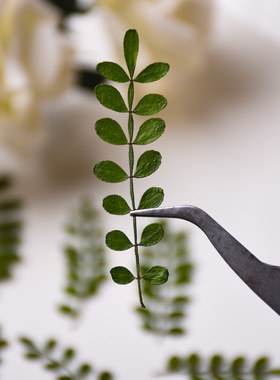 胡椒木叶押花滴胶儿童diy手工