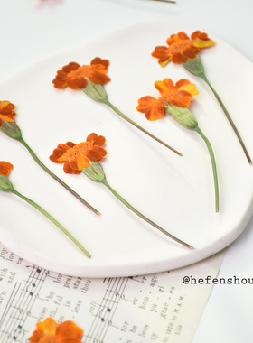 河粉手作万寿菊真花压花