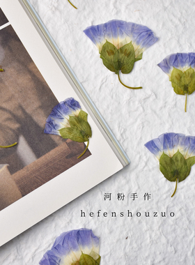 牵牛花真花押花手工材料