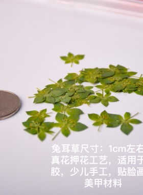 兔耳草黄金天然植物标本片装干花