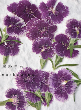 石竹真花压花手工diy相框装饰材料相思梅渐变色小尺寸婴儿足印